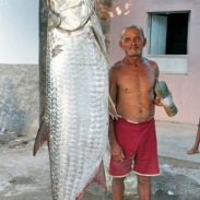 phoca_thumb_l_tarpon-01